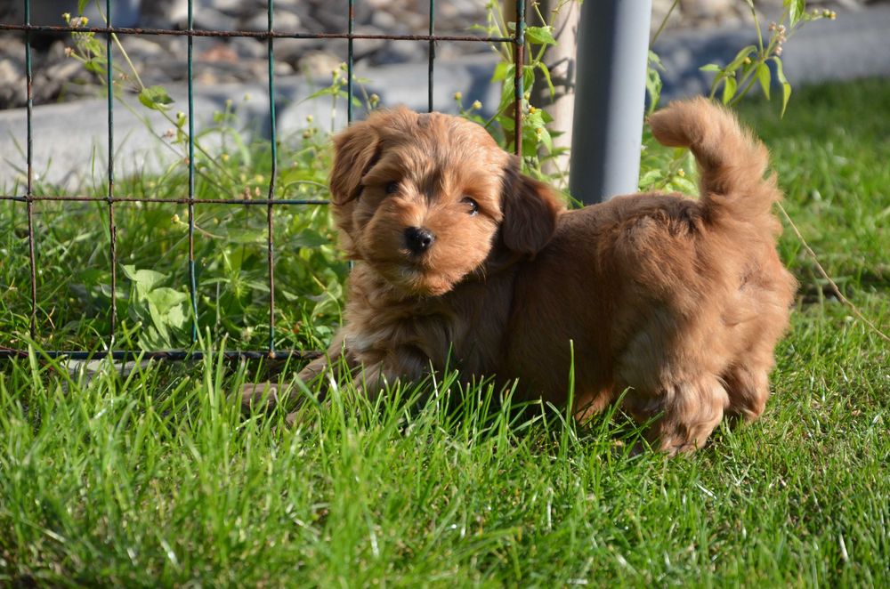 hawańczyk wspaniały piesek YUPPI  ZKwP/FCI