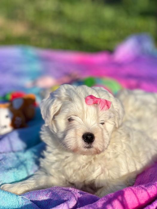 Bichon Maltês linda menina mini branquinha