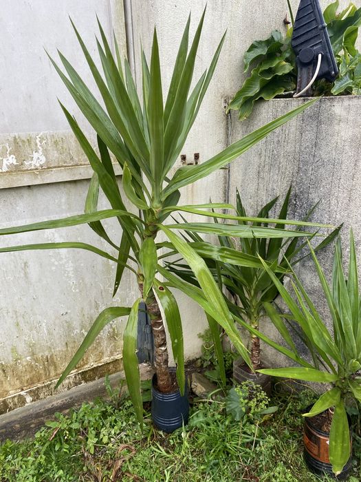 Plantas de yucas para jardins