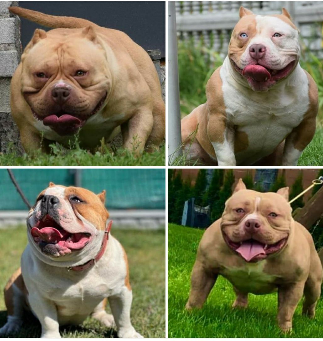 Reproduktor American bully