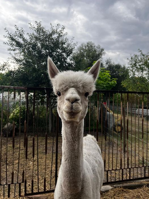 Alpaka samiec reproduktor