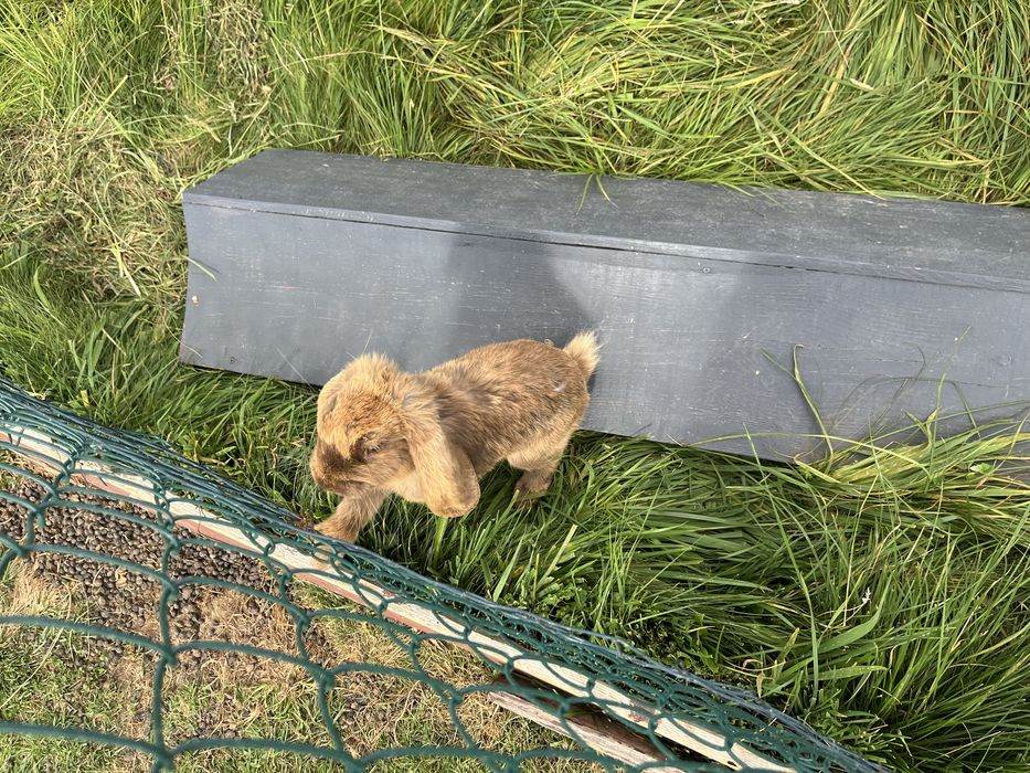 Króliki baran francuski