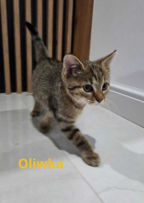 Oddam za darmo trzy urocze kotki :)