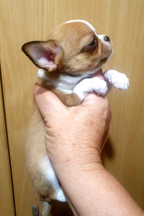 Дуже красиве дівча !