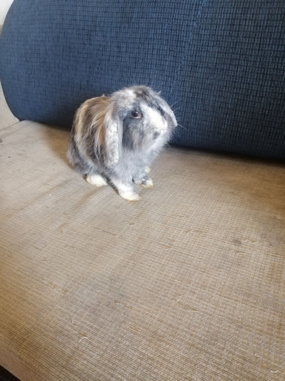 Króliczek karzełek Teddy, Lewek, Mini Lop