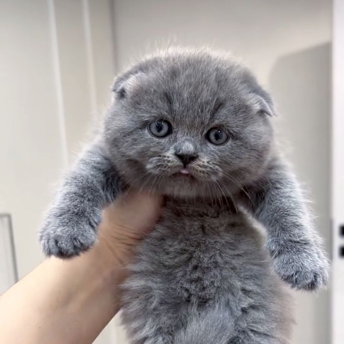 Кошенята висловухі блакитні