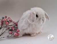 Mini Lop Hodowla Happy Bunny