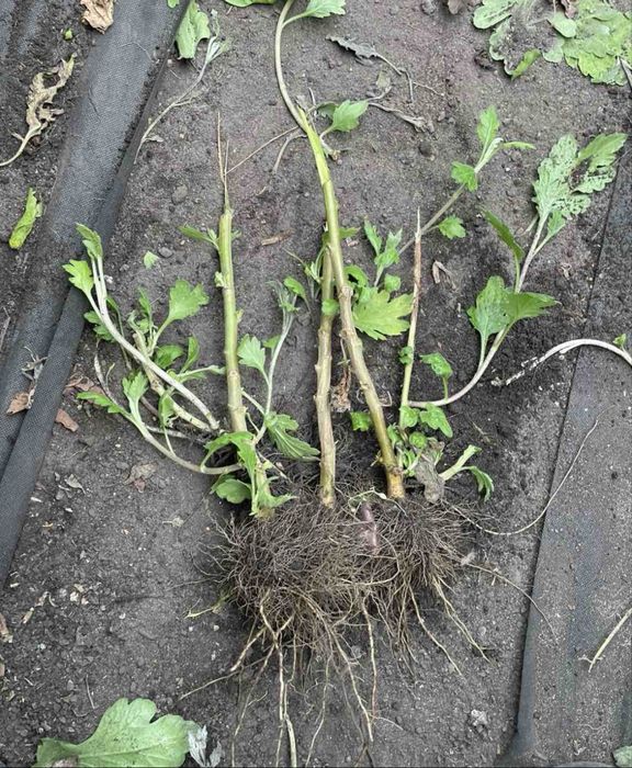 Хризантеми куші