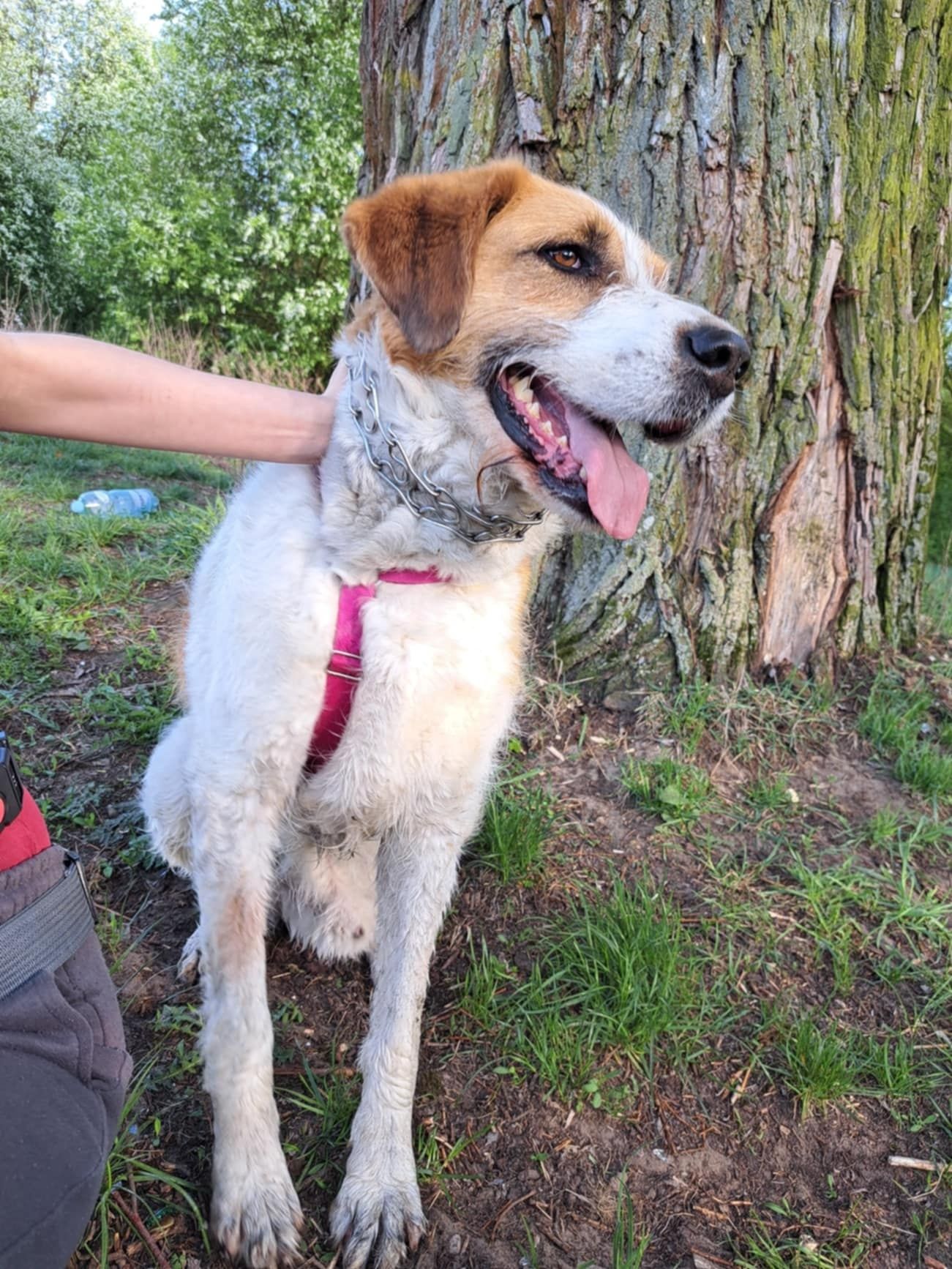Prozor do adopcji