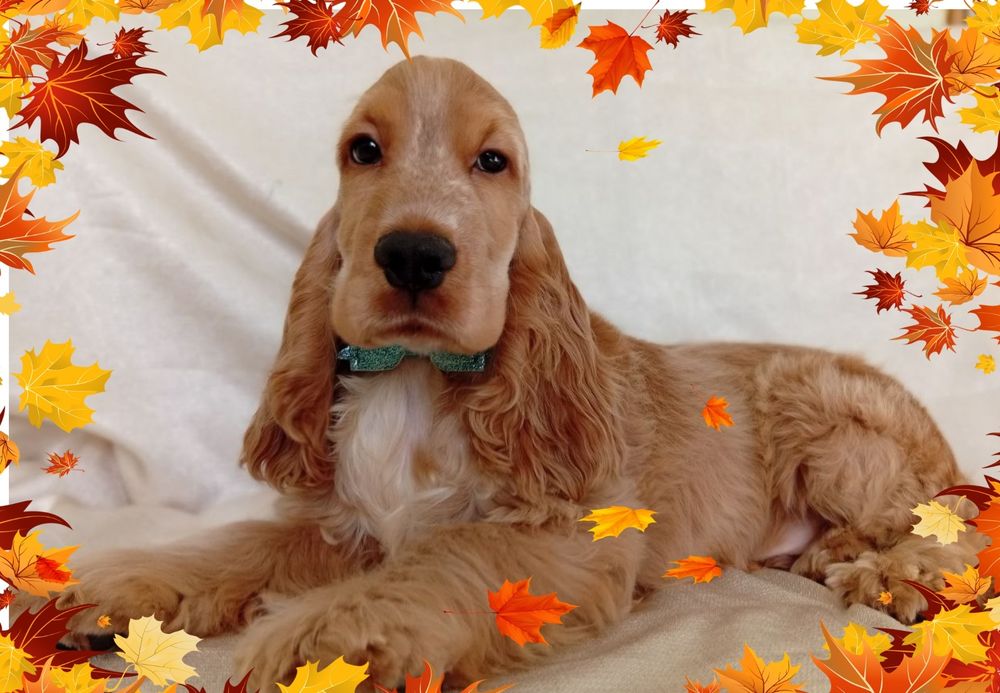 Англійський кокер, хлопчик з родоводом