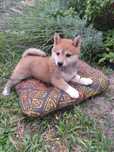 Shiba-inu suczka