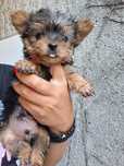 Yorkshire terrier macho lindo