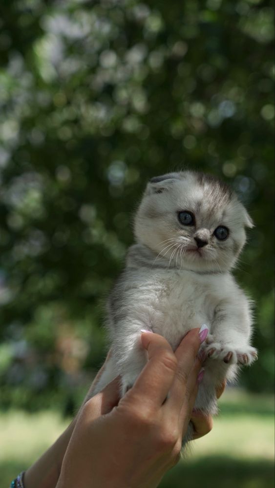 Королевские котята