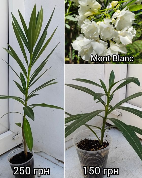 Олеандр Splendens Giganteum, цветок размером с ладонь