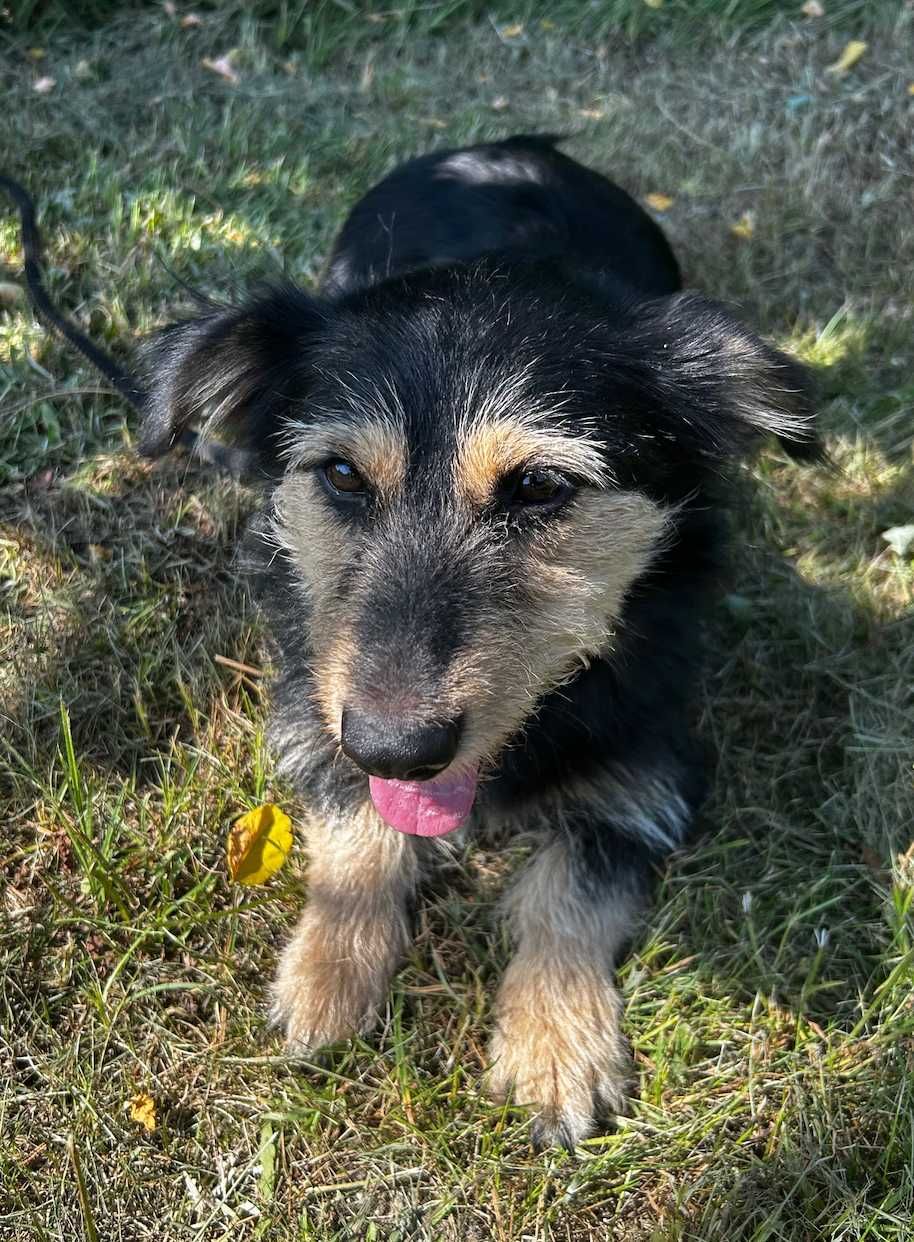 Suczka do adopcji FRUZIA
