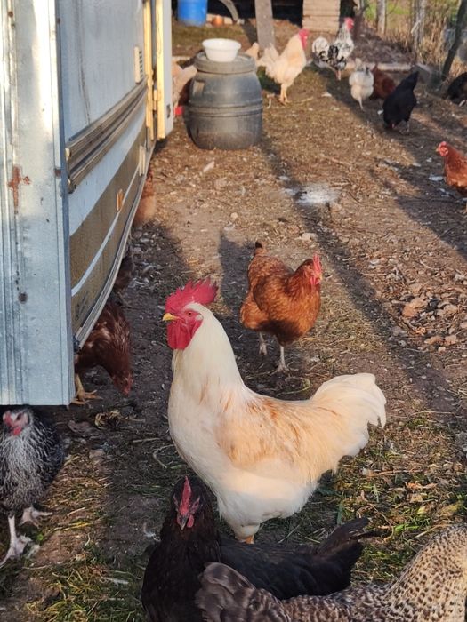 Sprzedam koguty młode z wiosny