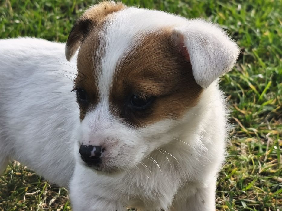 Jack Russell Terrier