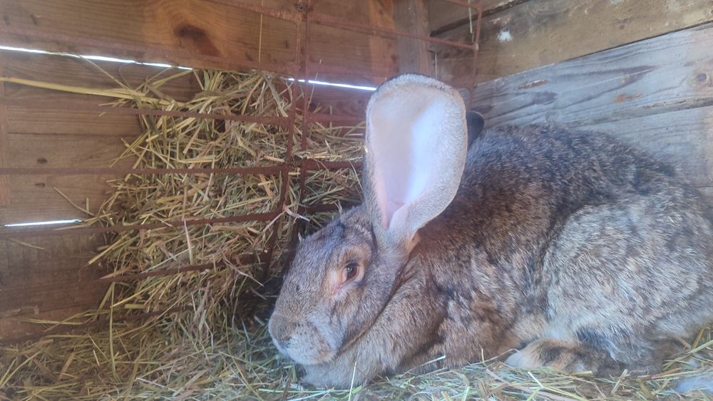 Królik olbrzym belgijski samica.
