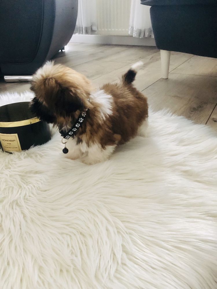 Shih tzu szczeniaczek