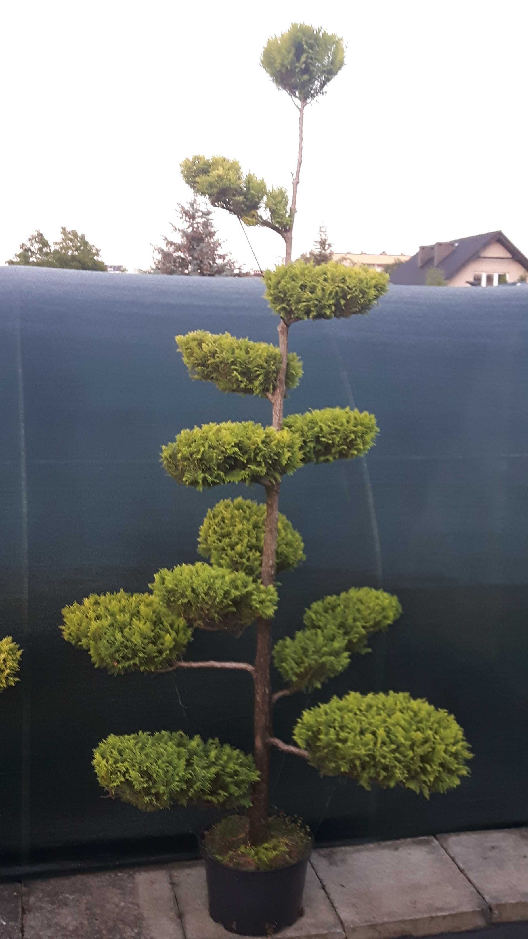 Niwaki, bonsai, sosna szczepiona nie wymagająca formowania!