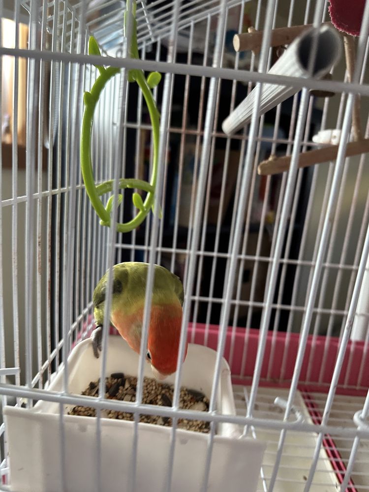 Gaiola com suporte