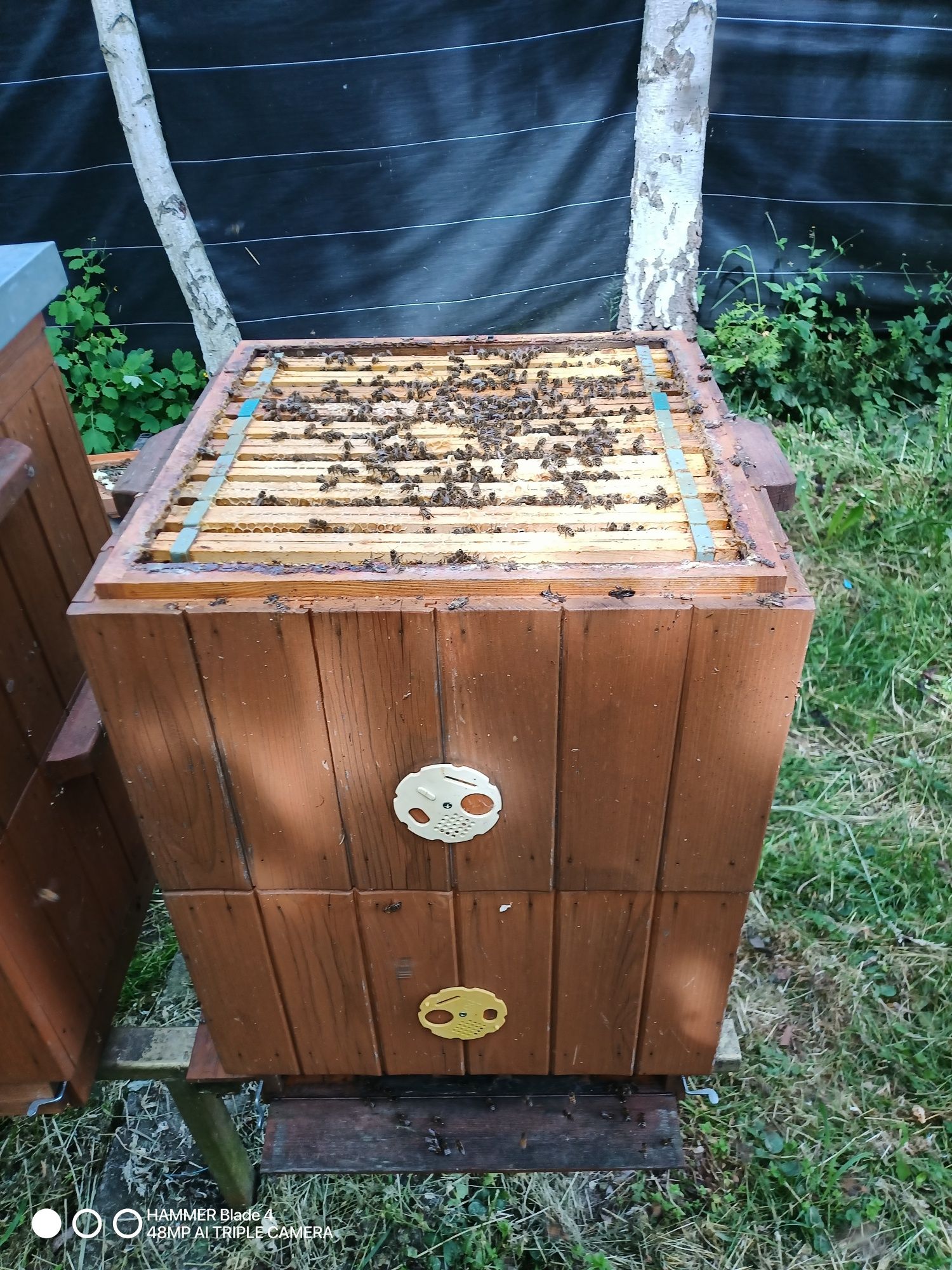 Ul Wielkopolski , pszczoły , ule  rodziny pszczele