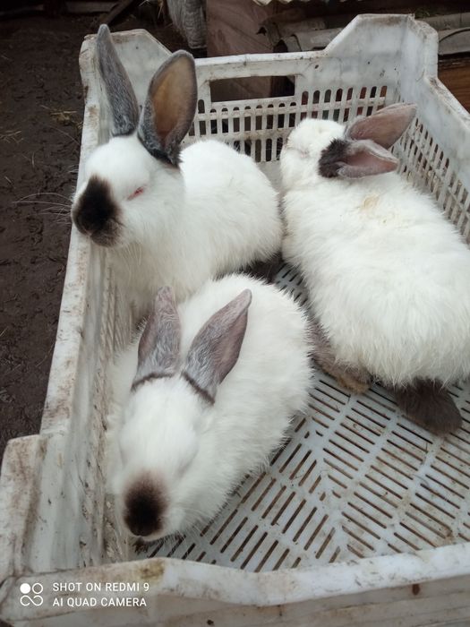 Продам кролі для розведення  і тушкою  !!!