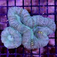 Lobophyllia - Green Premium, lps, Morskie, Koralowiec, akwarium