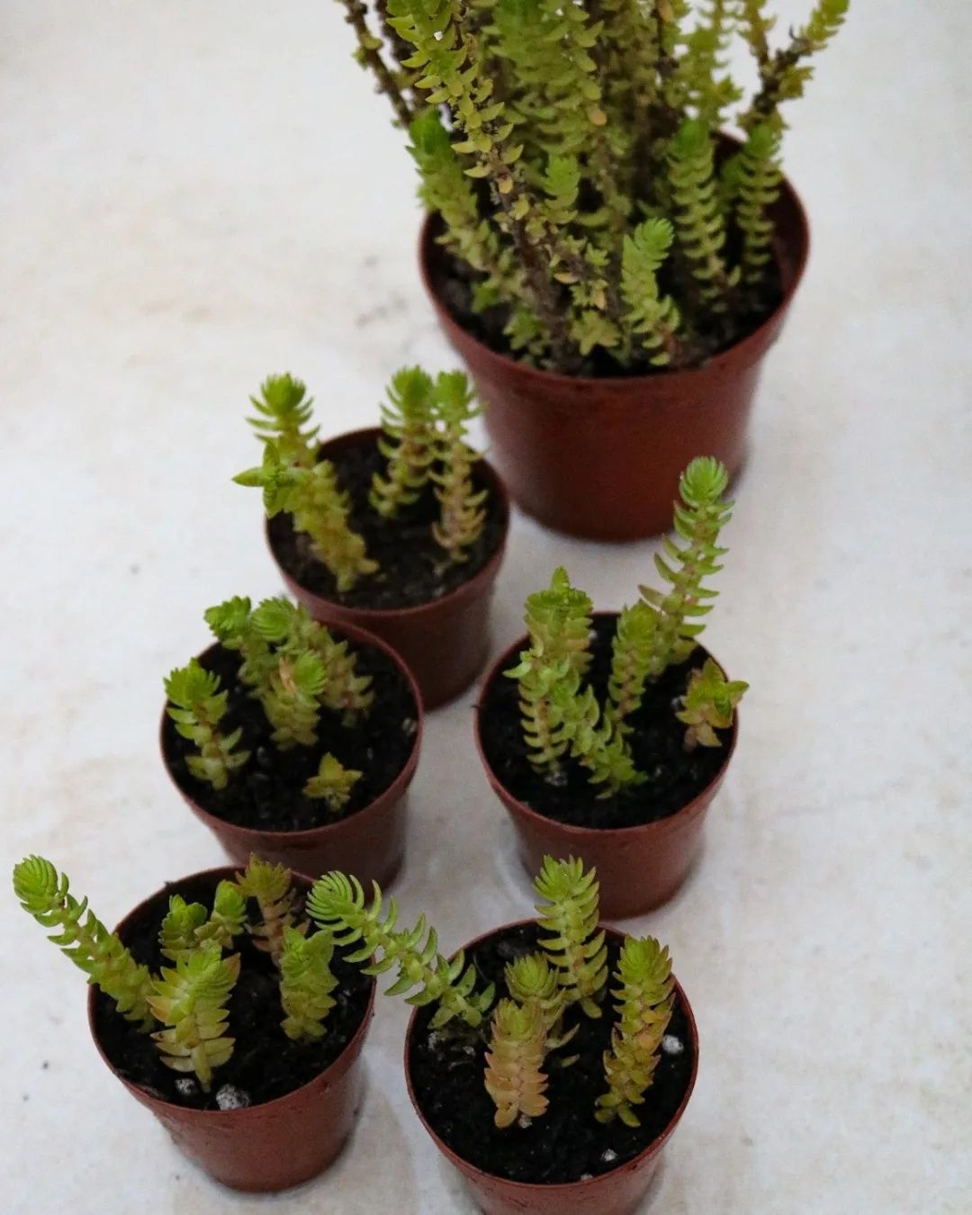 Vendo crassula muscosa