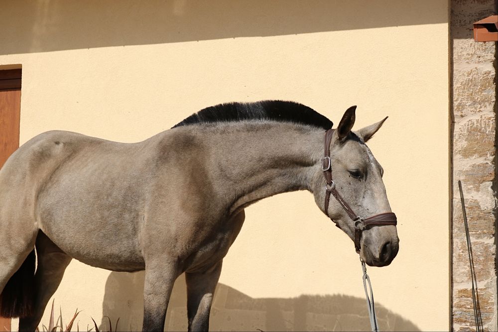 **Poldra 2 anos e meio baia lusitana**