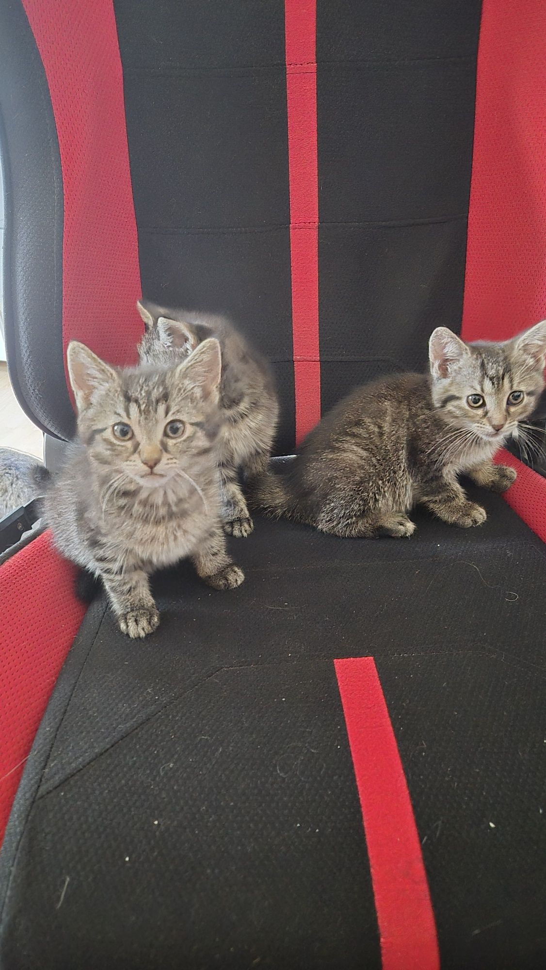 Oddam śliczne koteczki w dobre ręce