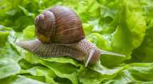 Улитка Неlix Aspersa Mulle