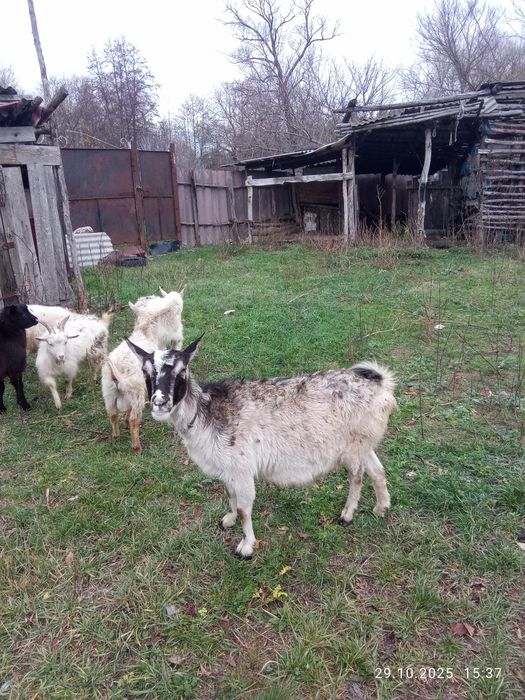 Срочно продам коз недорого