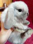 Кролик декоративный вислоухий барабанчик (mini lop), сиамский