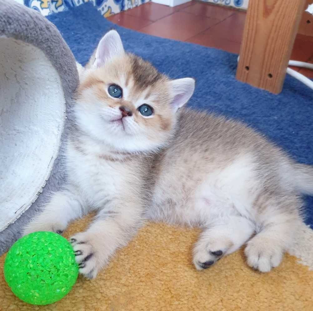Gatinho British shorthair
