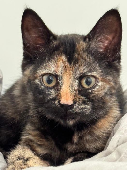 Gatinha para adoção responsável