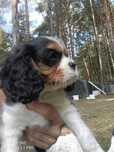 Cavalier King Charles Spaniel suczka