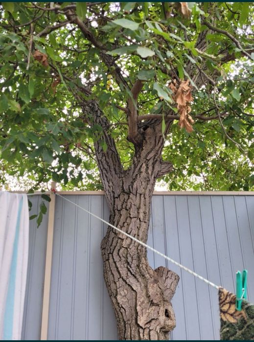 Отдам под спил Бесплатно. Орехи на дрова.