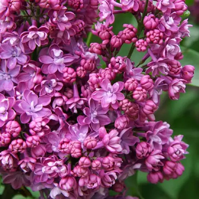 Саджанці бузку ОПТ–Роздріб / Саженцы сирени ОПТ–Розница