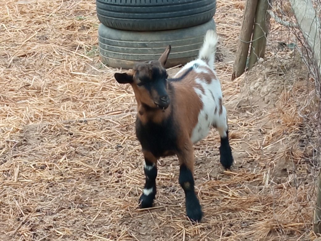 Cabrito anão para venda