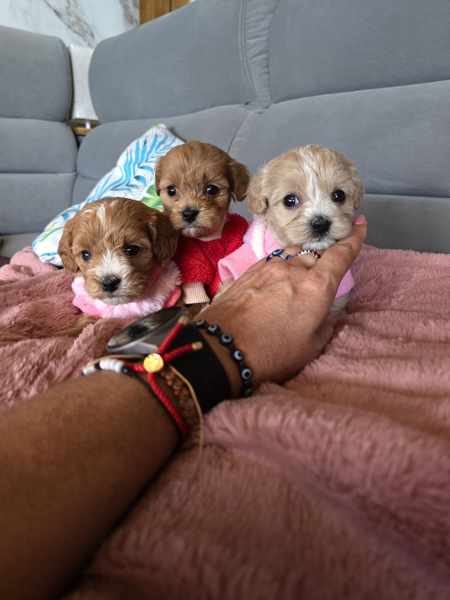 Maltipoo sunia śliczna