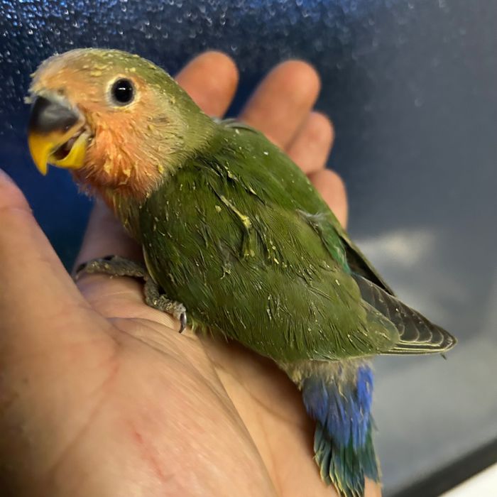 Agapornis para acabar de criar há mão