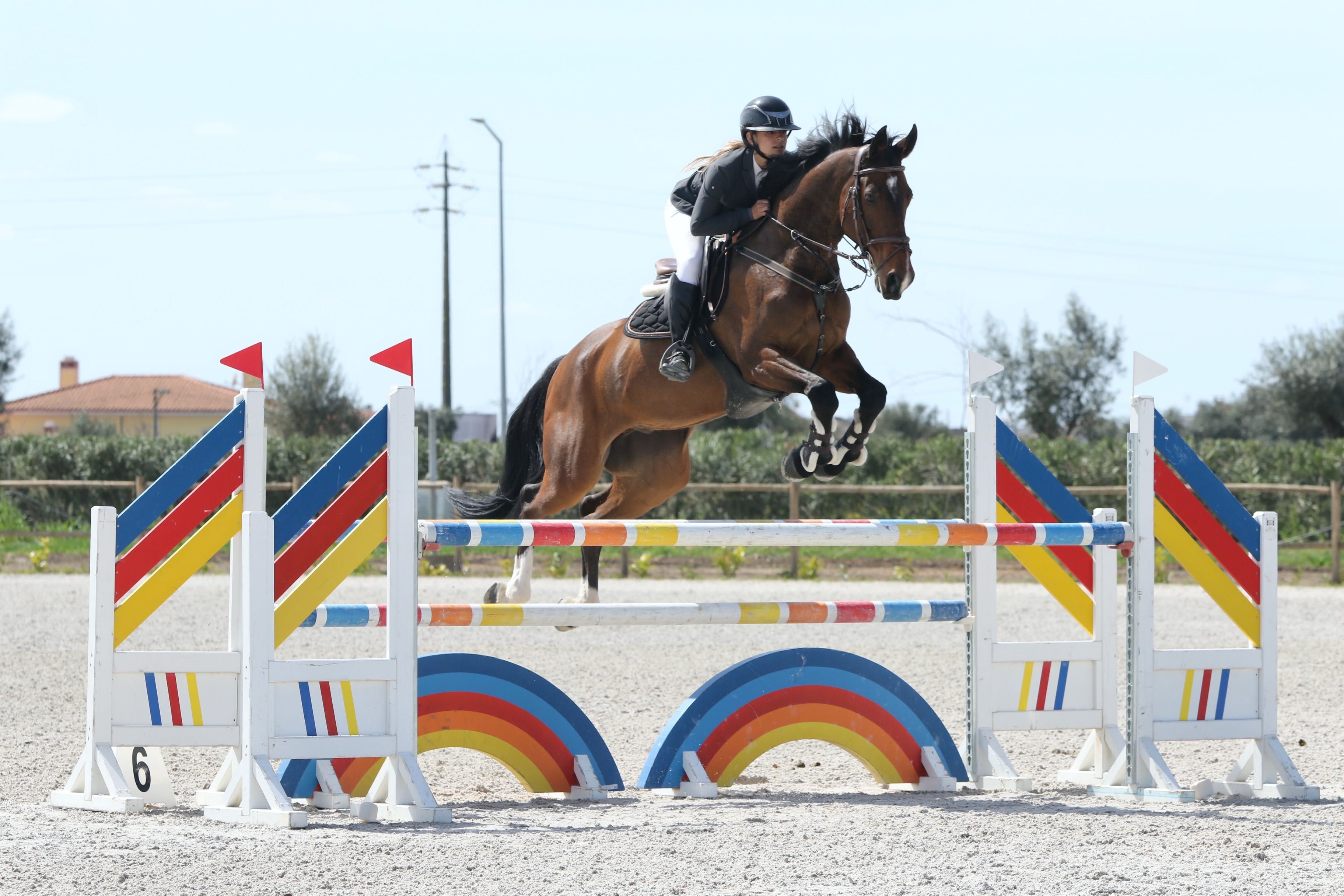Cavalo kwpn castanho