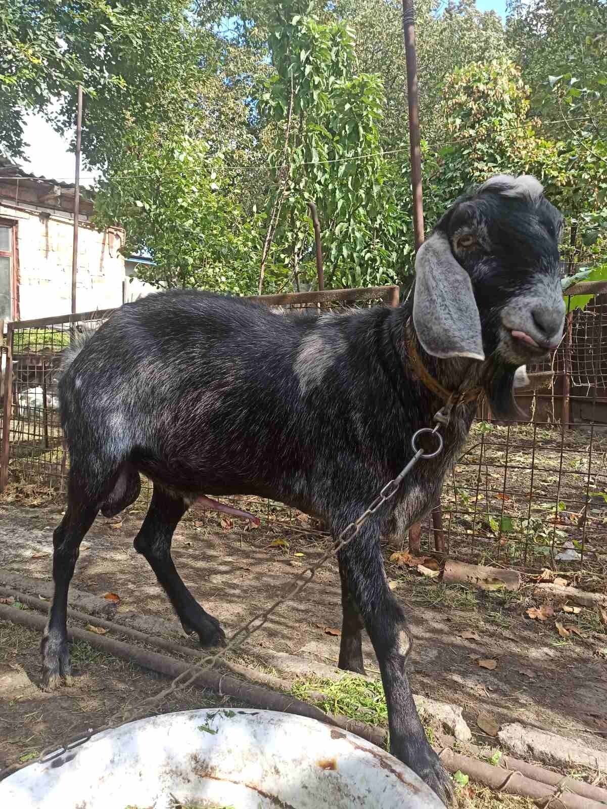 Англо-нубийский козел на покрытие