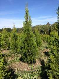 Tuja thuja szmaragd 150 - 160 cm Megaokazja!!