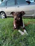 Piękna sunia do adopcji 5 miesięcy