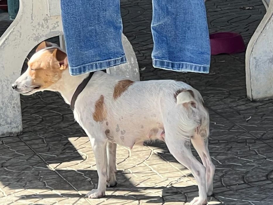 Procura-se familia para adoptar