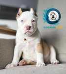 American Bully ABKC Gundabar Dogs piesek