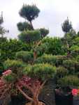Niwaki, Bonsai, Sosna `Watereri` Szkółka roślin ozdobnych