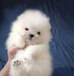 Szpic miniaturowy pomeranian boo